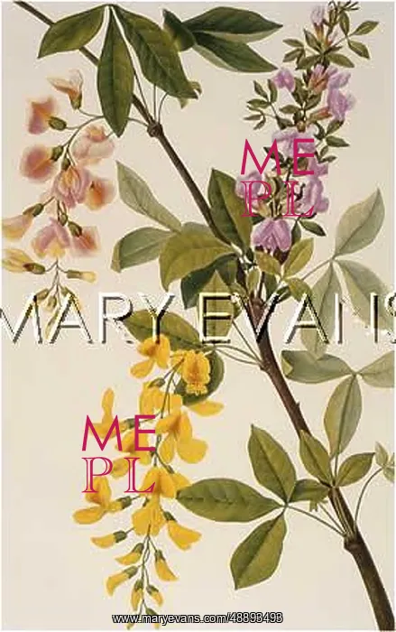  : PLANTS / CYTISUS ADAMI