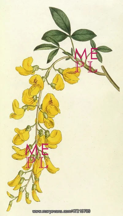  : Plants - Cytisus Laburnum