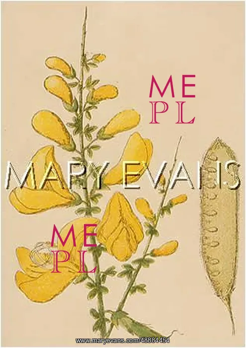 : PLANTS / CYTISUS SCOPARIUS