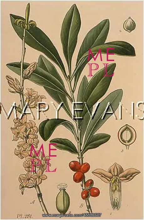  : PLANTS / DAPHNE MEZEREUM