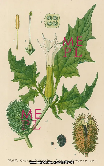  : PLANTS / DATURA STRAMONIUM
