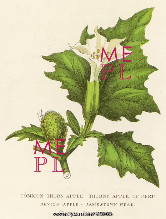 : PLANTS / DATURA STRAMONIUM : PLANTS / DATURA STRAMONIUM