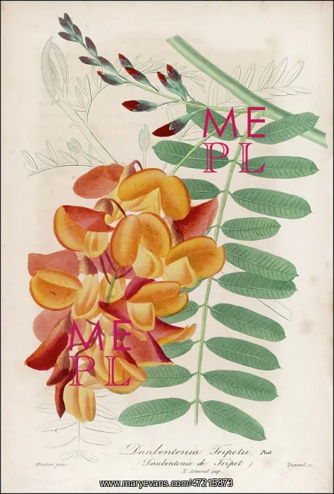  : PLANTS / DAUBENTONIA