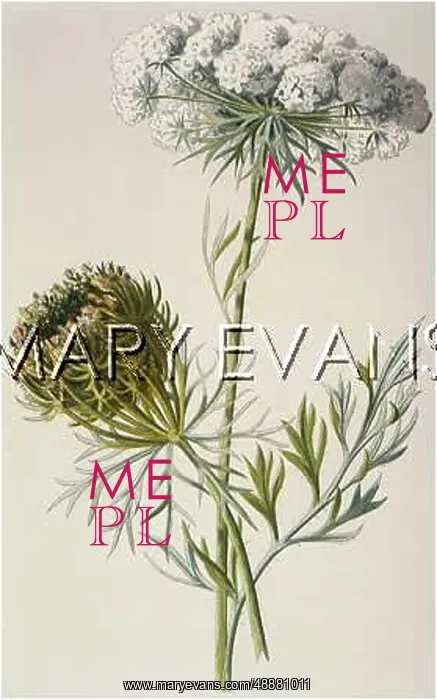  : PLANTS / DAUCUS CAROTA