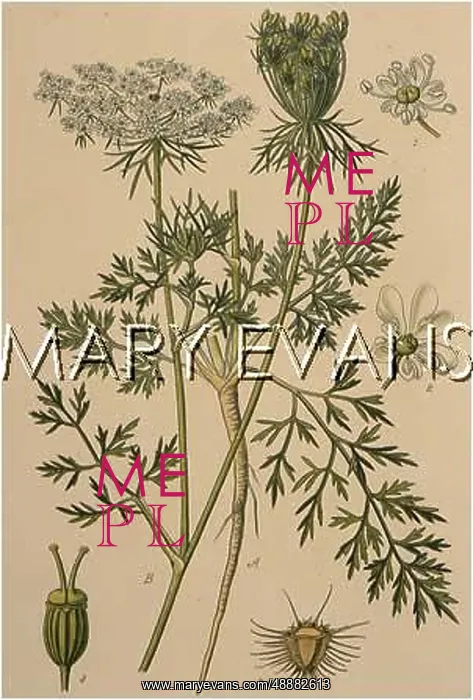  : PLANTS / DAUCUS CAROTA