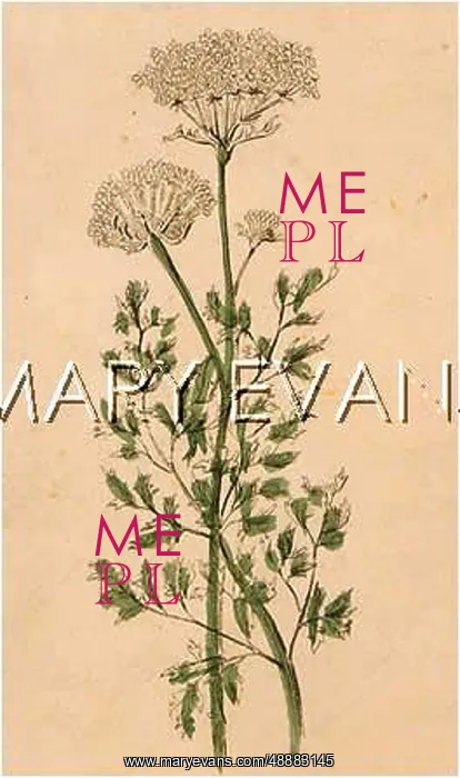  : PLANTS / DAUCUS CAROTA