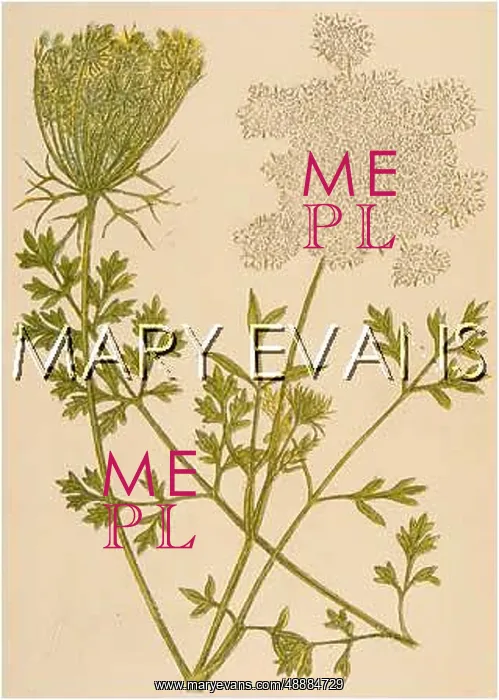  : PLANTS / DAUCUS CAROTA