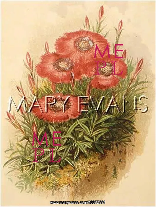 : PLANTS / DIANTHUS ALPINUS : PLANTS / DIANTHUS ALPINUS
