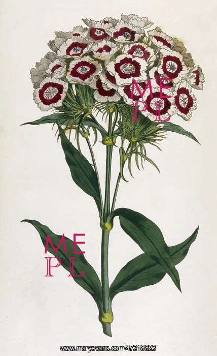  : Plants - Dianthus Barbatus