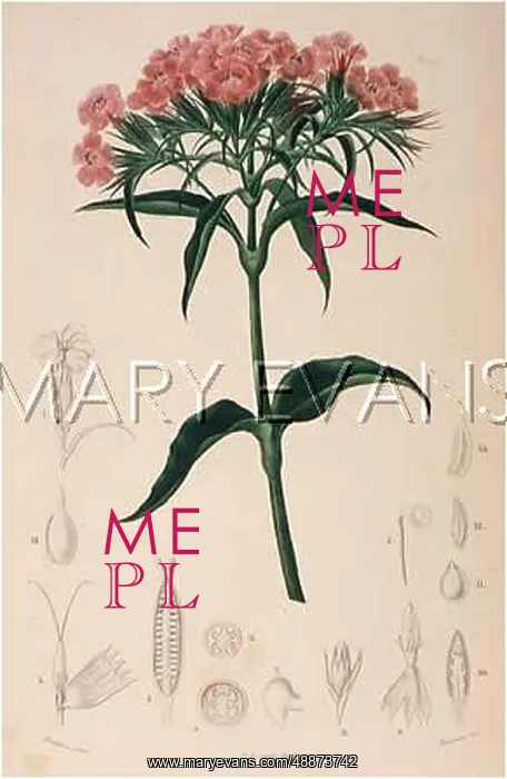  : PLANTS / DIANTHUS BARBATUS