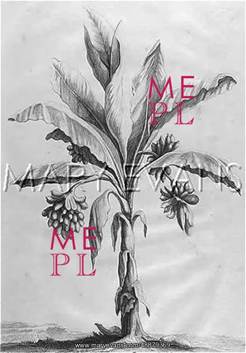 : PLANTS / DUDAIMS : PLANTS / DUDAIMS