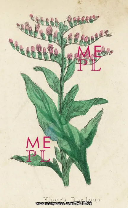  : PLANTS / ECHIUM LYCOPSIS