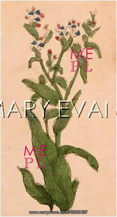  : PLANTS / ECHIUM SP