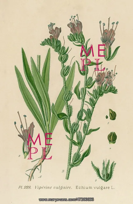  : PLANTS / ECHIUM VULGARE