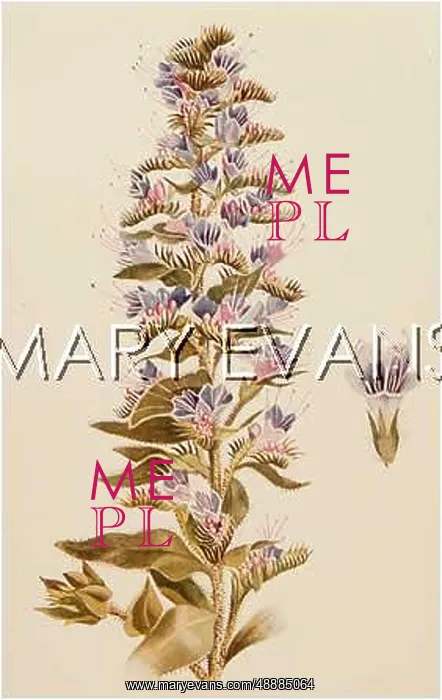  : PLANTS / ECHIUM VULGARE