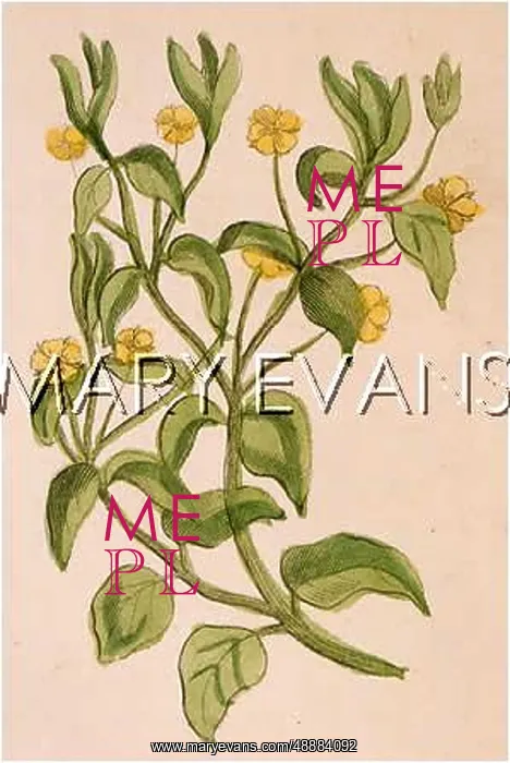 : PLANTS / EPILOBIUM SP : PLANTS / EPILOBIUM SP