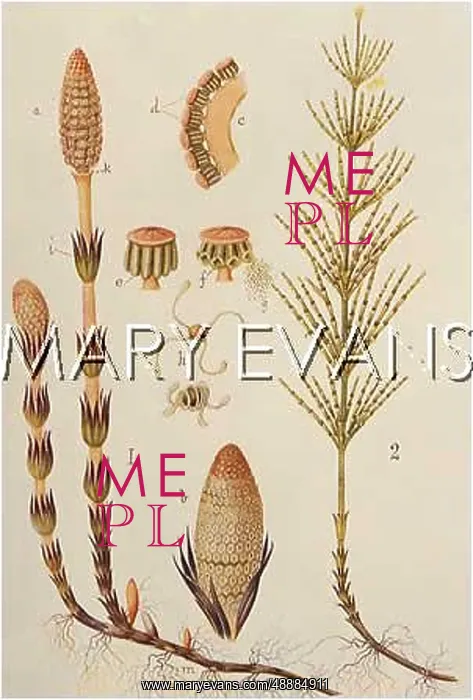  : PLANTS / EQUISETUM ARVENSE