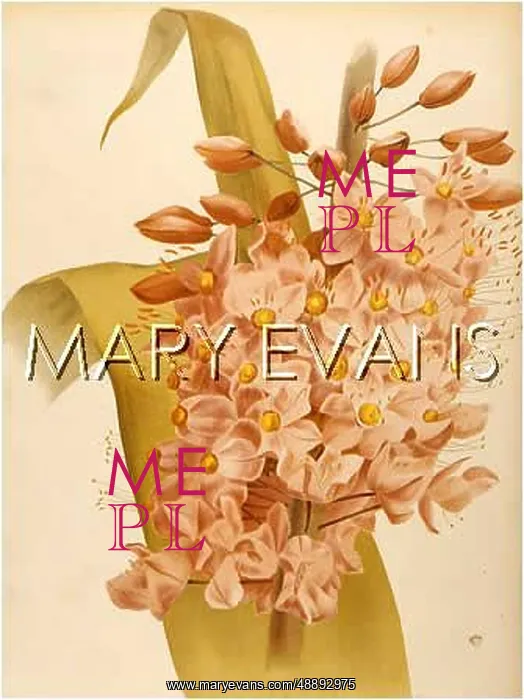 : PLANTS / EREMURUS ROBUSTUS : PLANTS / EREMURUS ROBUSTUS