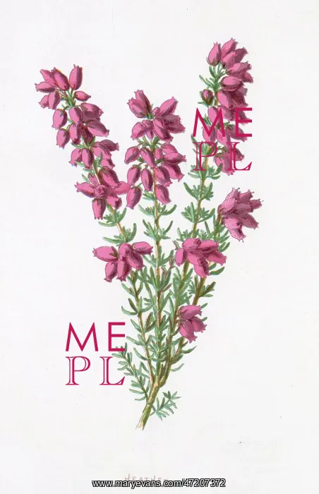  : PLANTS / ERICA CINEREA