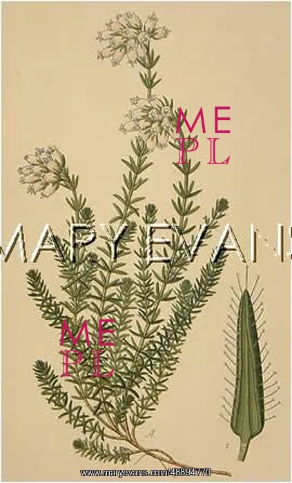  : PLANTS / ERICA TETRALIX