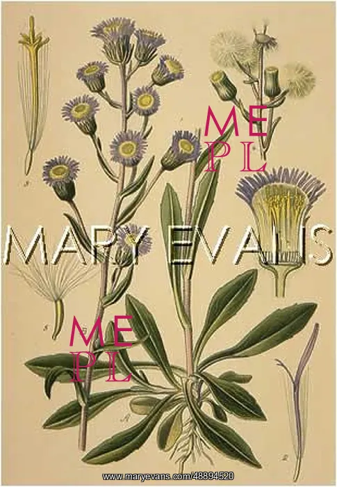  : PLANTS / ERIGERON ACRE