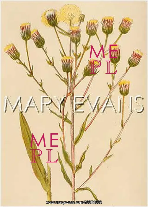  : PLANTS / ERIGERON ACRIS