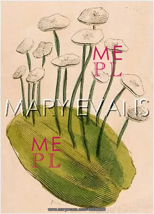  : PLANTS / EROPHILA VERNA