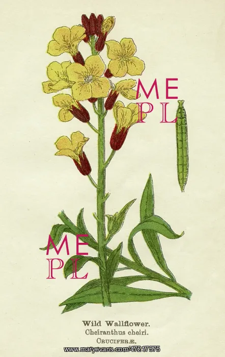 : PLANTS / ERYSIMUM CHEIRI : PLANTS / ERYSIMUM CHEIRI
