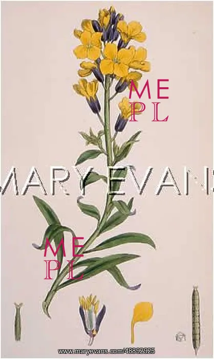  : PLANTS / ERYSIMUM CHEIRI