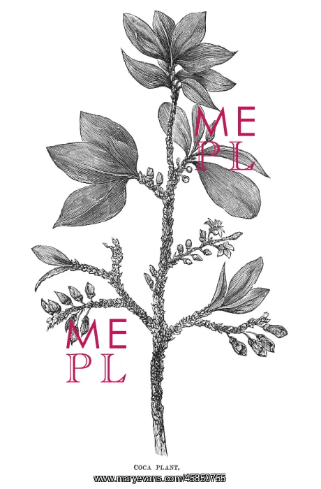 : PLANTS / ERYTHROXYLON COCA : PLANTS / ERYTHROXYLON COCA