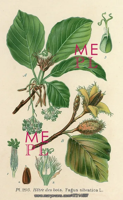 : PLANTS / FAGUS SILVATICA