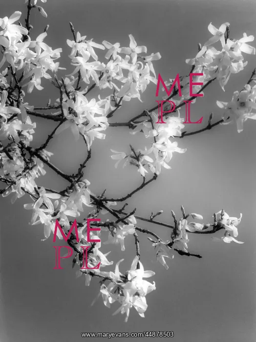 : PLANTS / FORSYTHIA : PLANTS / FORSYTHIA