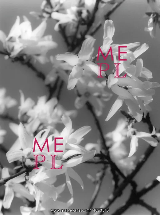 : PLANTS / FORSYTHIA : PLANTS / FORSYTHIA