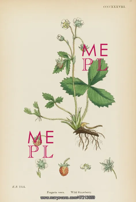  : PLANTS / FRAGARIA VESCA