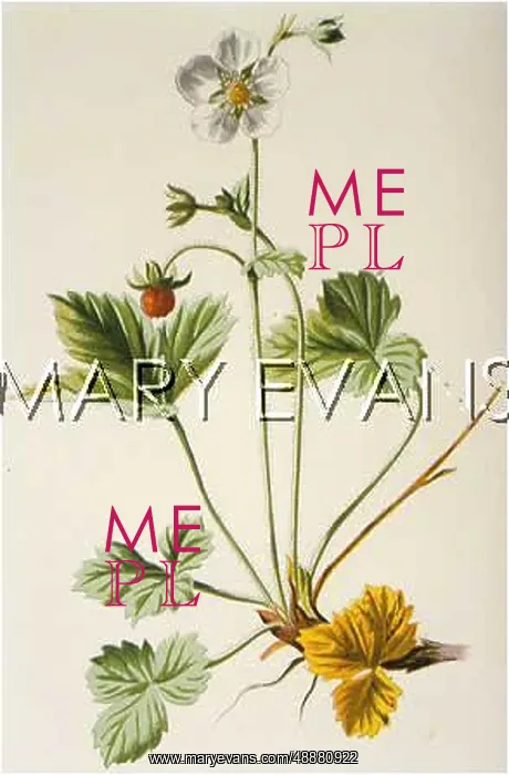  : PLANTS / FRAGARIA VESCA