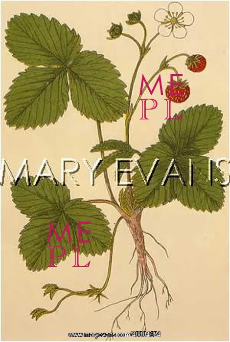  : PLANTS / FRAGARIA VESCA