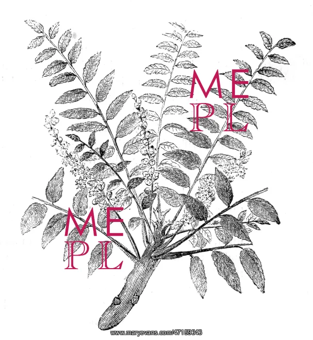  : PLANTS / FRANKINCENSE