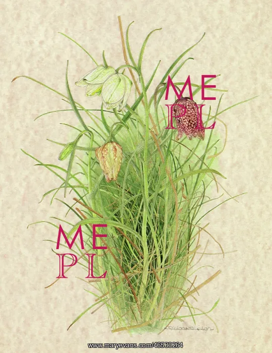  : PLANTS / FRITILLARIA