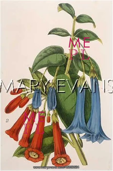  : PLANTS / FUCHSIA