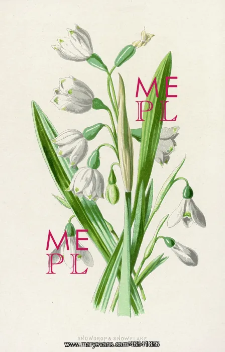 : Plants - Galanthus Nivalis : Plants - Galanthus Nivalis