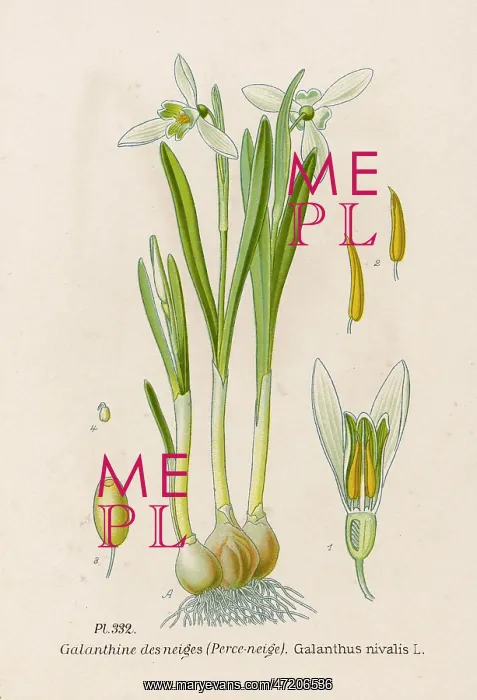  : PLANTS / GALANTHUS NIVALIS