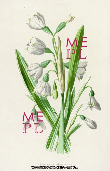 : Plants - Galanthus Nivalis : Plants - Galanthus Nivalis