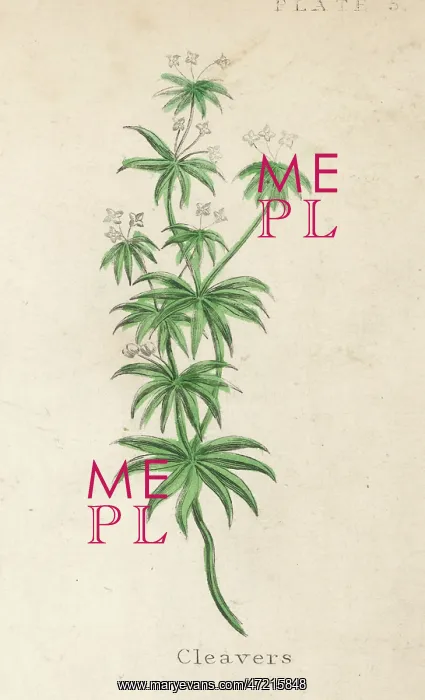  : PLANTS / GALIUM APARINE