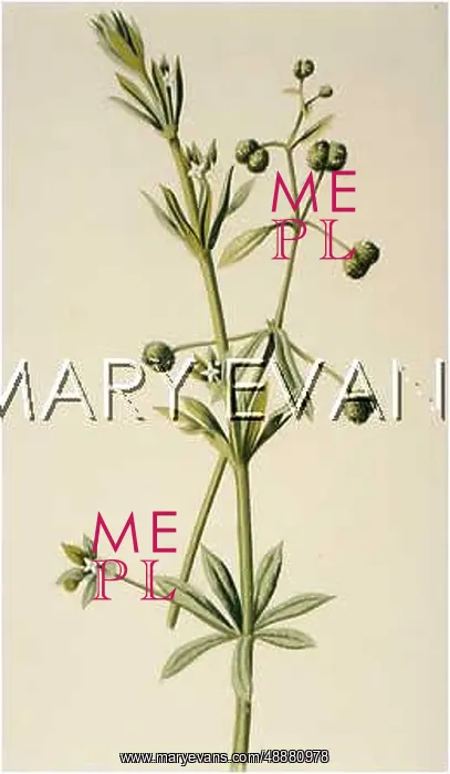  : PLANTS / GALIUM APARINE