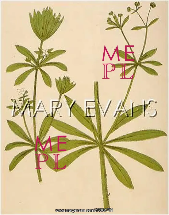  : PLANTS / GALIUM APARINE