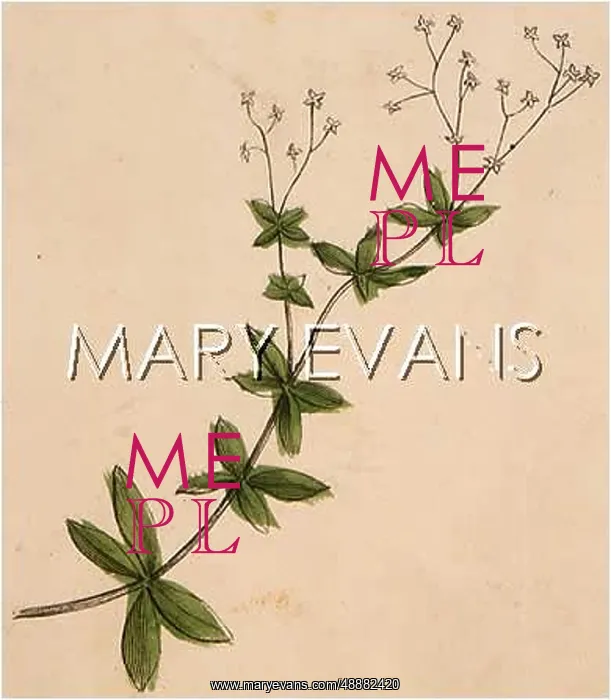  : PLANTS / GALIUM BOREALE