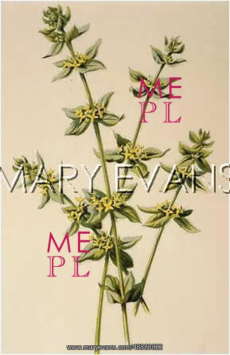  : PLANTS / GALIUM CRUCIATUM