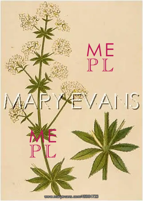  : PLANTS / GALIUM MOLLUGO