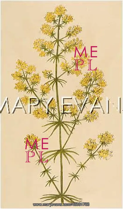 : PLANTS / GALIUM VERUM : PLANTS / GALIUM VERUM