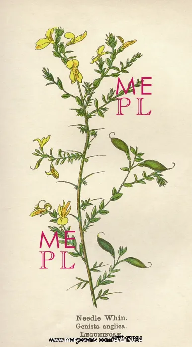  : PLANTS / GENISTA ANGLICA